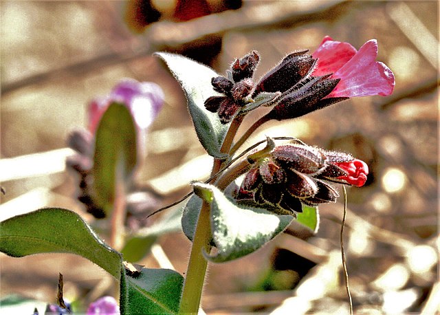 Geflecktes Lungenkraut - Pulmonaria officinalis - Rote Blüten (Enrico Blasutto, CC BY-SA 4.0, via Wikimedia Commons)