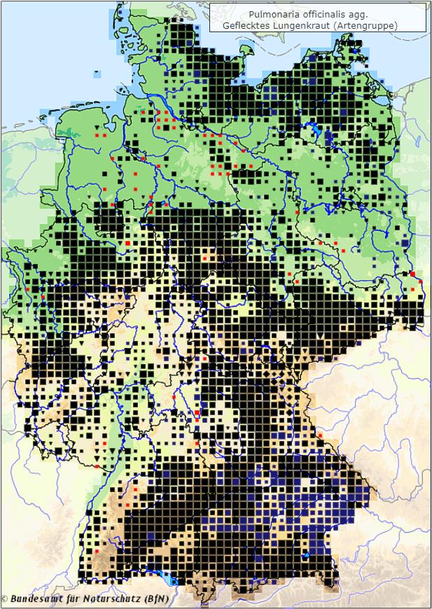 Geflecktes Lungenkraut - Pulmonaria officinalis - Verbreitungsgebiet in Deutschland (Karte vom Bundesamt für Naturschutz, BfN, FloraWeb, abgerufen am 28.09.2022)