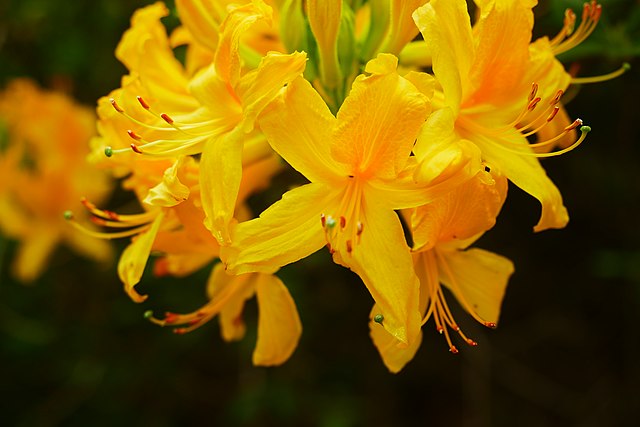 Gelbe Azalee - Rhododendron luteum - Blüten (Sgerbic, CC BY-SA 4.0, via Wikimedia Commons)