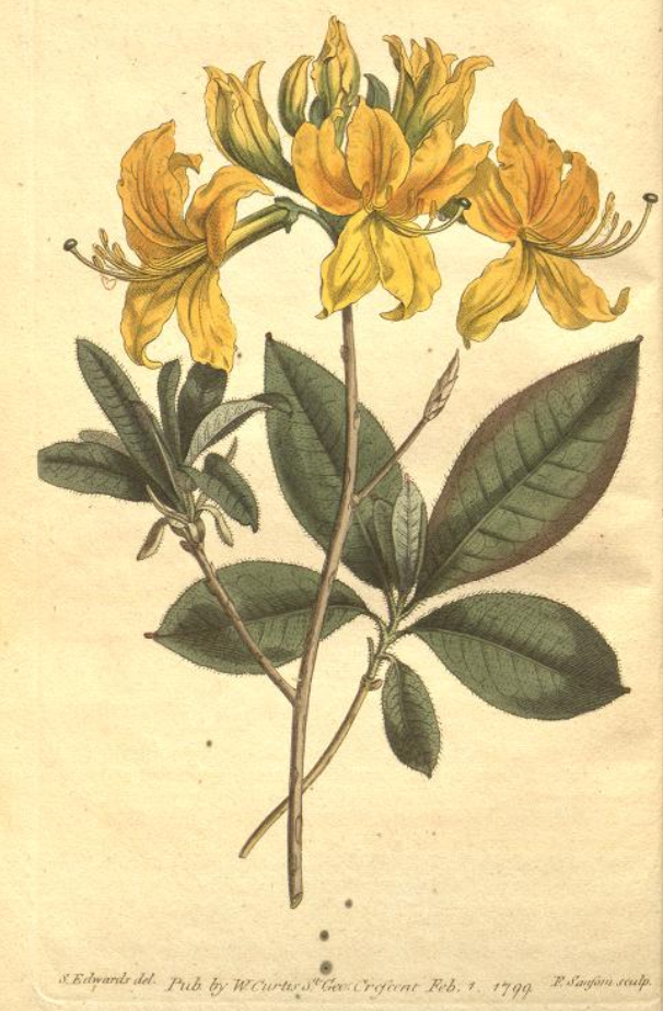 Gelbe Azalee - Rhododendron luteum - Zeichnung (https://www.biodiversitylibrary.org/page/468921, William Curtis, The Botanical Magazine or, Flower-Garden Difplayed, No. 433, London, 1799)
