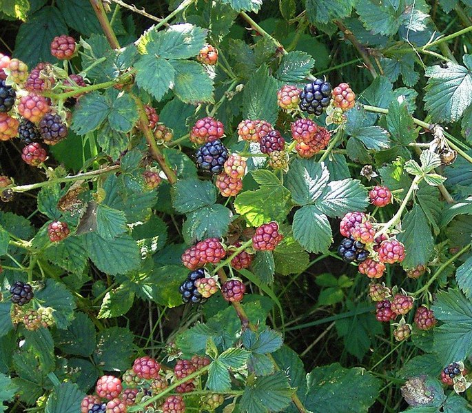 Gemeine Brombeere - Rubus fruticosus - Strauch (Frank Vincentz, CC BY-SA 3.0, via Wikimedia Commons)