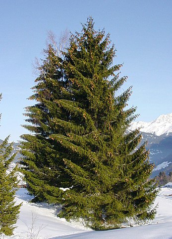 Gemeine Fichte - Picea abies - Pflanze (The original uploader was MPF at English Wikipedia., CC BY-SA 3.0, via Wikimedia Commons)