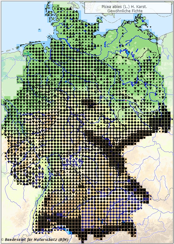 Gemeine Fichte - Picea abies - Verbreitungsgebiet in Deutschland (Karte vom Bundesamt für Naturschutz, BfN, FloraWeb, abgerufen am 26.09.2022)