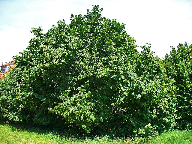 Gemeine Hasel - Corylus avellana - Baum (H. Zell, CC BY-SA 3.0, via Wikimedia Commons)