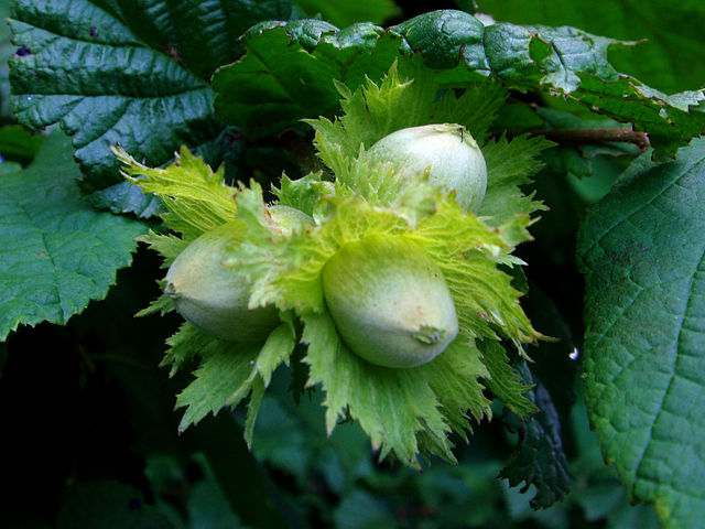 Gemeine Hasel - Corylus avellana - Früchte (Евгений Катышев, CC BY-SA 3.0, via Wikimedia Commons)