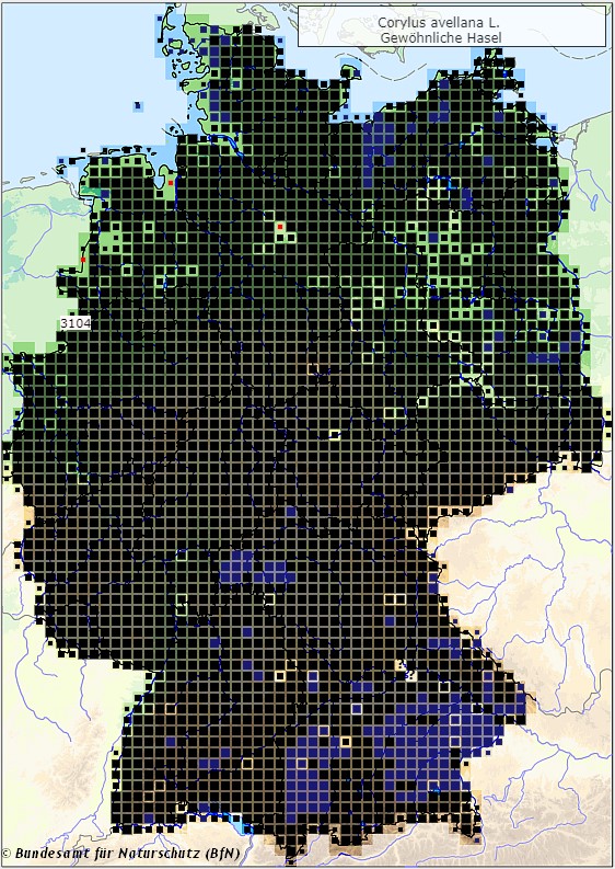 Gemeine Hasel - Corylus avellana - Verbreitungsgebiet in Deutschland (Karte vom Bundesamt für Naturschutz, BfN, FloraWeb, abgerufen am 26.09.2022)