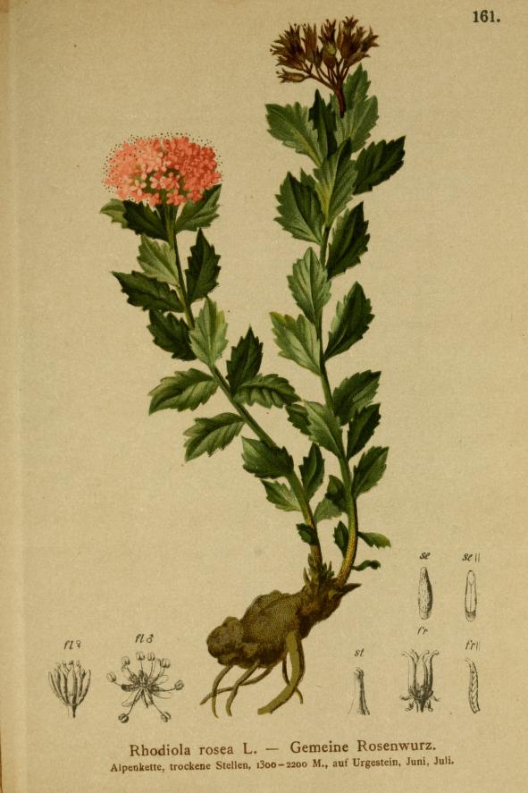 Gemeine Rosenwurz - Rhodiola rosea - Zeichnung (Atlas der Alpenflora)