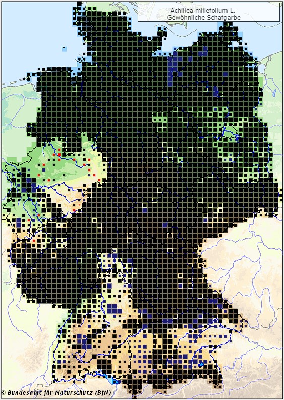 Gemeine Schafgarbe - Achillea millefolium - Verbreitungsgebiet in Deutschland (Karte vom Bundesamt für Naturschutz, BfN, FloraWeb, abgerufen am 26.09.2022)
