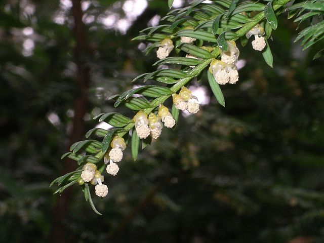 Gewöhnliche Eibe - Taxus baccata - Männliche Blütenstände (Velela, Public Domain, via Wikimedia Commons)