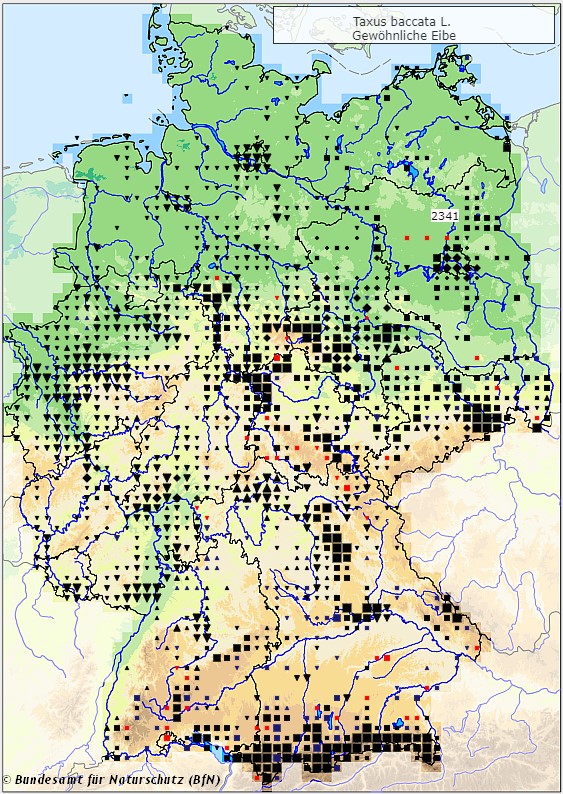 Gewöhnliche Eibe - Taxus baccata - Verbreitungsgebiet in Deutschland (Karte vom Bundesamt für Naturschutz, BfN, FloraWeb, abgerufen am 25.09.2022)