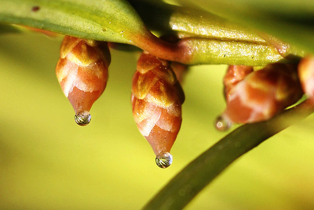 Gewöhnliche Eibe - Taxus baccata - Weibliche Blütenstände mit Befruchtungstropfen (Manfred Kunz, Willingen, CC BY-SA 3.0, via Wikimedia Commons)