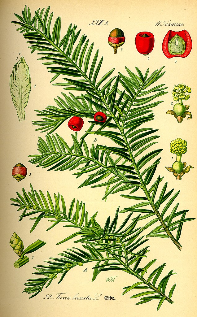 Gewöhnliche Eibe - Taxus baccata - Zeichnung (Prof. Dr. Otto Wilhelm Thomé; Flora von Deutschland, Österreich und der Schweiz 1885, Gera, Germany, Public Domain, via Wikimedia Commons)