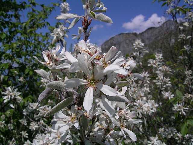 Gewöhnliche Felsenbirne - Amelanchier ovalis - Blüte (Gio la Gamb, CC BY-SA 3.0, via Wikimedia Commons9