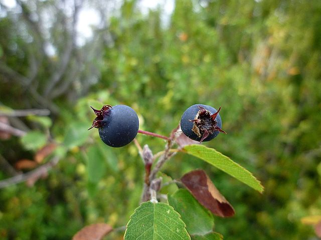 Gewöhnliche Felsenbirne - Amelanchier ovalis - Früchte (Isidre blanc, CC BY-SA 4.0, via Wikimedia Commons)