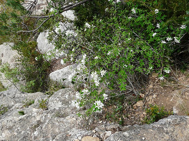 Gewöhnliche Felsenbirne - Amelanchier ovalis - Pflanze (Pere López Brosa, CC BY-SA 3.0, via Wikimedia Commons)