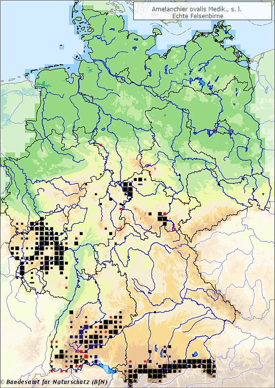 Verbreitungsgebiet der Gewöhnlichen Felsenbirne (Amelanchier ovalis) in Deutschland (Karte vom Bundesamt für Naturschutz, BfN, FloraWeb)
