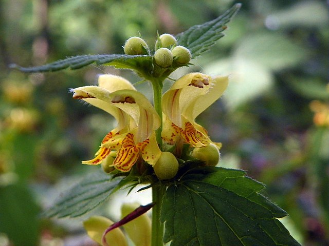 Gewöhnliche Goldnessel - Lamium galeobdolon - Blüte (Peter O'Connor aka anemoneprojectors from Stevenage, United Kingdom, CC BY-SA 2.0, via Wikimedia Commons)