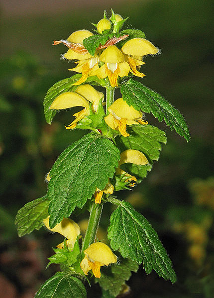 Gewöhnliche Goldnessel - Lamium galeobdolon - Pflanze (Darkone, CC BY-SA 2.5, via Wikimedia Commons)