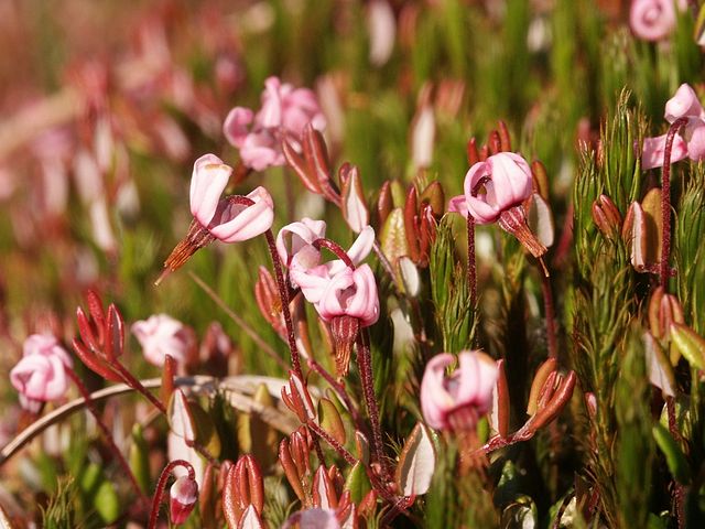 Gewöhnliche Moosbeere - Vaccinium oxycoccos - Blüten (Bernd Haynold, CC BY-SA 3.0, via Wikimedia Commons)