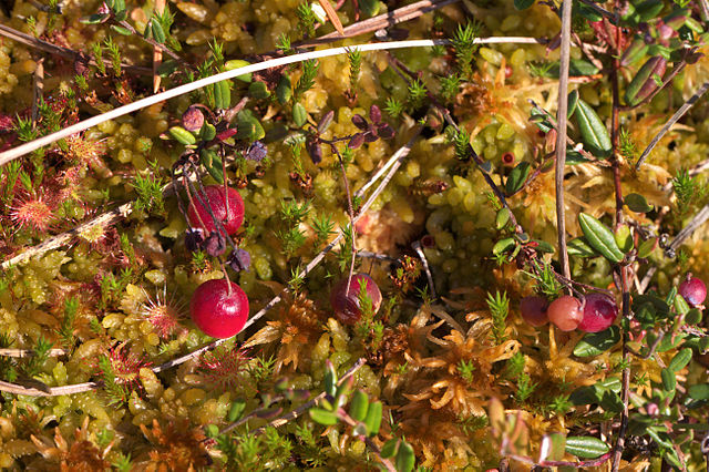 Gewöhnliche Moosbeere - Vaccinium oxycoccos - Pflanze mit Früchten (Atriplexmedia, CC BY-SA 3.0, via Wikimedia Commons)