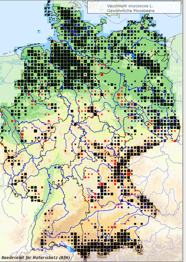 Gewöhnliche Moosbeere - Vaccinium oxycoccos - Verbreitungsgebiet in Deutschland (Karte vom Bundesamt für Naturschutz, BfN, FloraWeb, abgerufen am 29.09.2022)