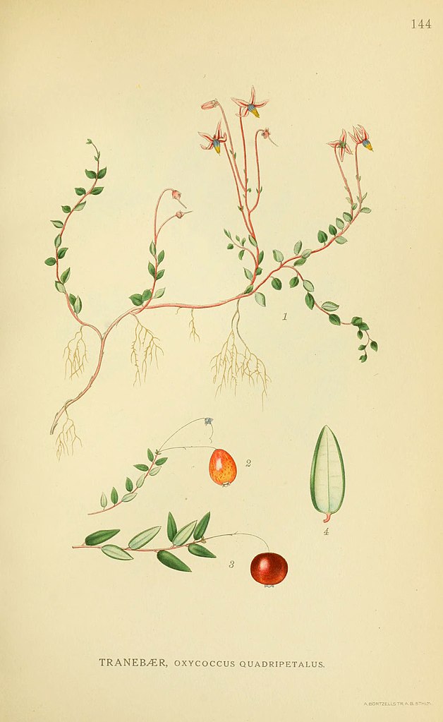 Gewöhnliche Moosbeere - Vaccinium oxycoccos - Zeichnung (https://commons.wikimedia.org/wiki/File:Billeder_af_nordens_flora_(Plate_144)_(6028819427).jpg)