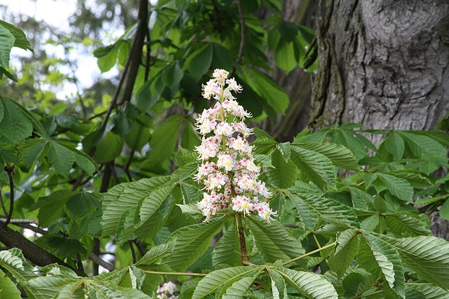 Gewöhnliche Rosskastanie - Aesculus hippocastanum - Blüte (Frettie, CC BY 3.0, via Wikimedia Commons)