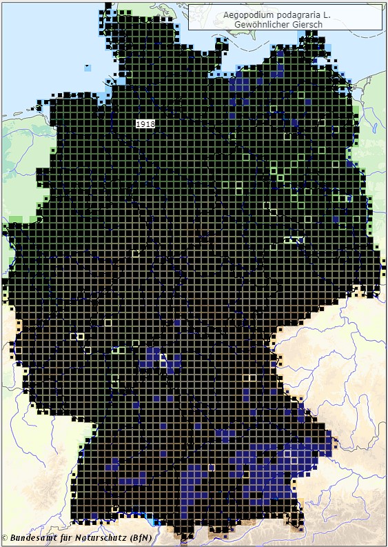 Gewöhnlicher Giersch - Aegopodium podagraria - Verbreitungsgebiet in Deutschland (Karte vom Bundesamt für Naturschutz, BfN, FloraWeb, abgerufen am 26.09.2022)