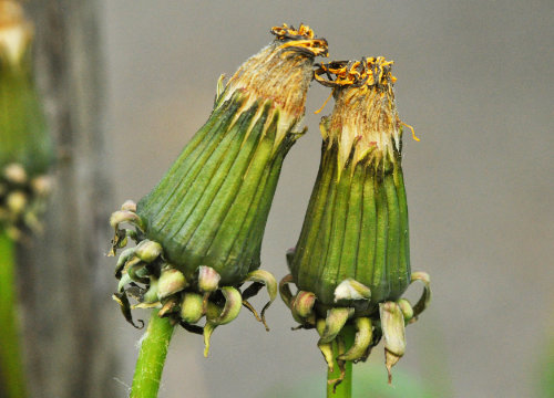 Gewöhnlicher Löwenzahn - Taraxacum sect Ruderalis - Blütenreifung (Dr. Julia Naudszus)