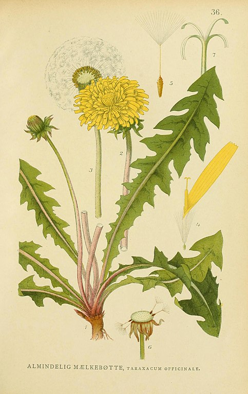 Gewöhnlicher Löwenzahn - Taraxacum sect. ruderalis - Zeichnung (Carl Axel Magnus Lindman: Bilder ur Nordens Flora (1901-1905), Public domain, via Wikimedia Commons)