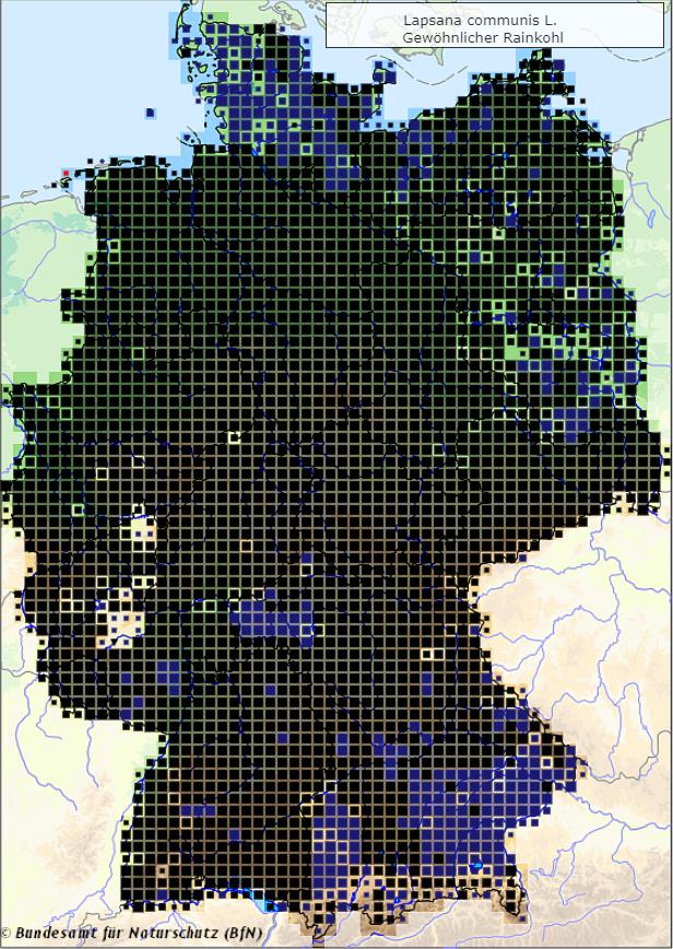 Gewöhnlicher Rainkohl - Lapsana communis - Verbreitungsgebiet in Deutschland (Karte vom Bundesamt für Naturschutz, BfN, FloraWeb, abgerufen am 30.09.2022)