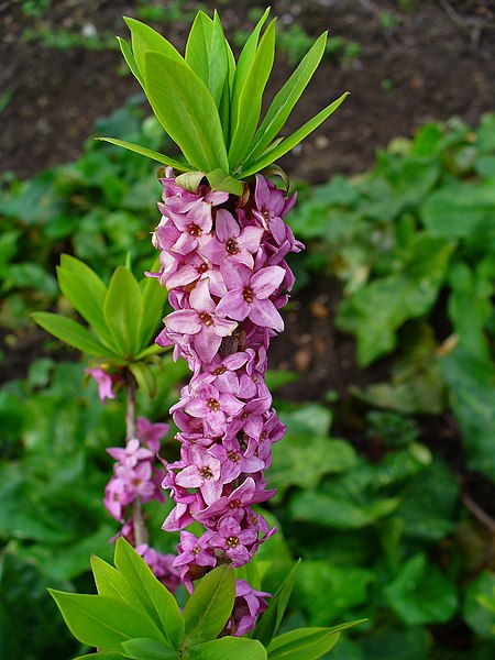 Gewöhnlicher Seidelbast - Daphne mezereum - Blüten (H. Zell, CC BY-SA 3.0, via Wikimedia Commons)
