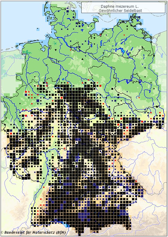 Gewöhnlicher Seidelbast - Daphne mezereum - Verbreitungsgebiet in Deutschland (Karte vom Bundesamt für Naturschutz, BfN, FloraWeb, abgerufen am 25.09.2022)