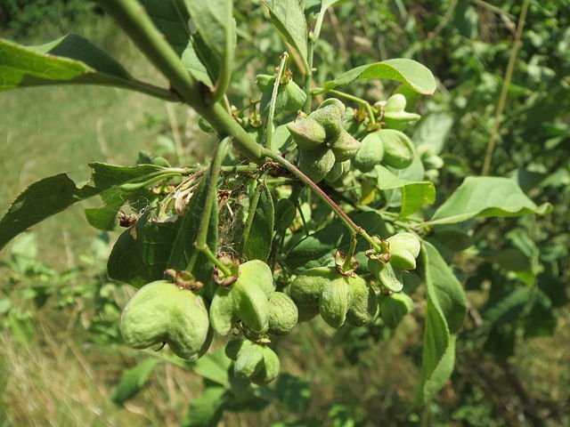 Gewöhnliches Pfaffenhütchen - Euronymus europaeus - Grüne Früchte (AnRo0002, CC0, via Wikimedia Commons)