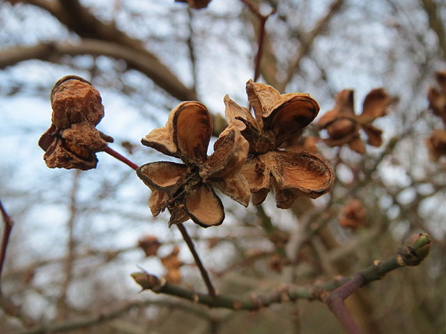 Gewöhnliches Pfaffenhütchen - Euronymus europaeus - Leere Früchte (AnRo0002, CC0, via Wikimedia Commons)