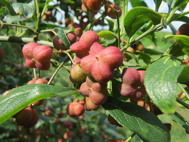 Gewöhnliches Pfaffenhütchen - Euronymus europaeus - Reifende Früchte (AnRo0002, CC0, via Wikimedia Commons)