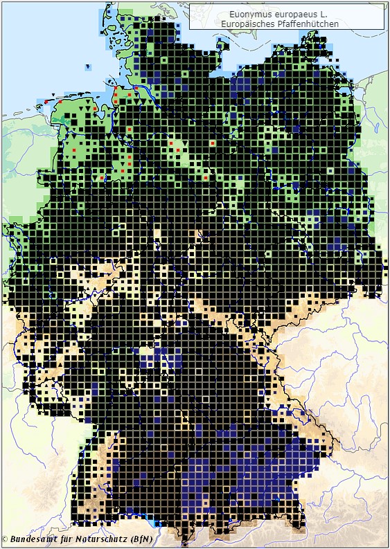 Gewöhnliches Pfaffenhütchen - Euonymus europaeus - Verbreitungsgebiet in Deutschland (Karte vom Bundesamt für Naturschutz, BfN, FloraWeb, abgerufen am 25.09.2022)