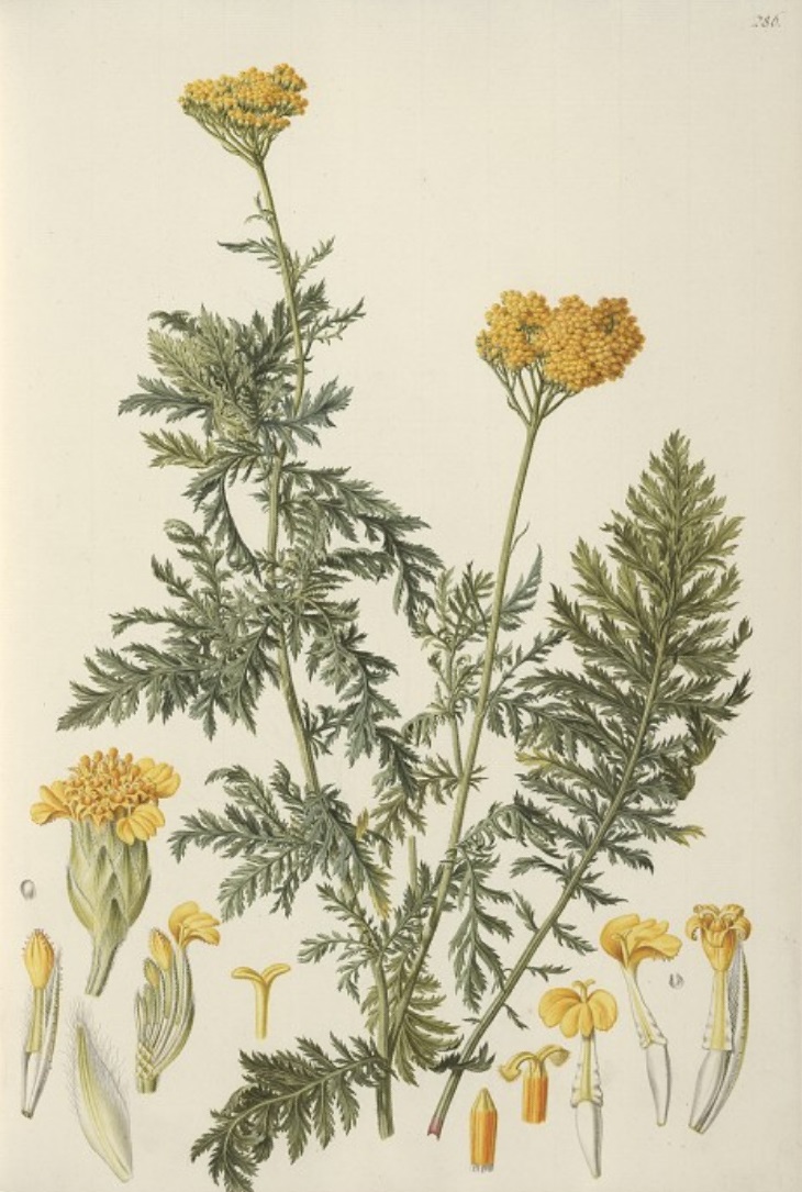 Goldgarbe - Achillea filipendulina - Zeichnung (Friedrich, Jacob (Maler) (1807) Plantae selectae vivis coloribus depictae. 3. Band. Tafel 286. (als Achillea eupatorium), Public domain, via Wikimedia Commons)