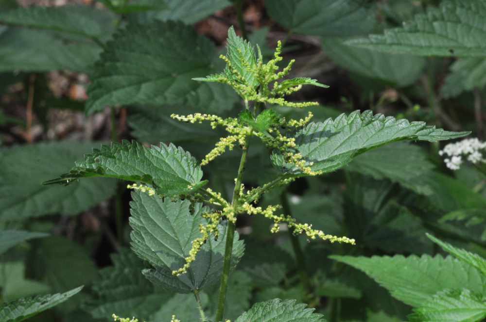 Große Brennnessel - Urtica dioica - männliche Blüten (Dr. Julia Naudszus)