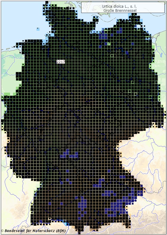 Große Brennnessel - Urtica dioica - Verbreitungsgebiet in Deutschland (Karte vom Bundesamt für Naturschutz, BfN, FloraWeb, abgerufen am 26.09.2022)
