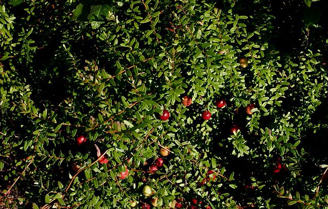 Großfrüchtige Moosbeere - Vaccinium macrocarpon - Pflanze mit Früchten (Sten, CC BY-SA 3.0, via Wikimedia Commons)