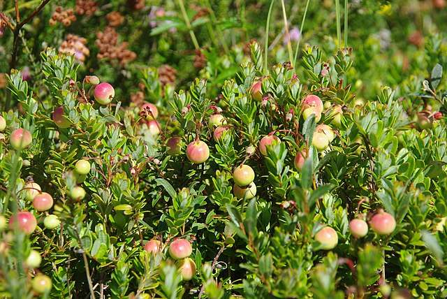Großfrüchtige Moosbeere - Vaccinium macrocarpon - Pflanzen mit unreifen Früchten (Ecomare/Sytske Dijksen, CC BY-SA 4.0, via Wikimedia Commons)