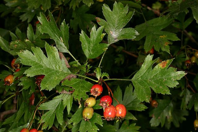 Großkelchiger Weißdorn - Crataegus rhipidophylla - Pflanze mit reifen und unreifen Früchten (Knud Ib Christensen, CC BY-SA 3.0, via Wikimedia Commons)
