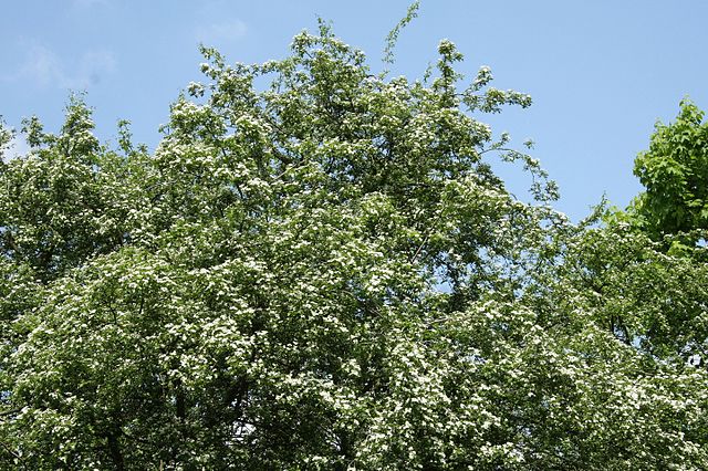 Großkelchiger Weißdorn - Crataegus rhipidophylla - Pflanze (Maja Dumat, CC BY 2.0, via Wikimedia Commons)