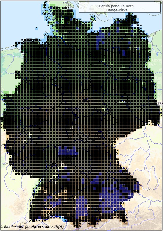 Hängebirke - Betula pendula - Verbreitungsgebiet in Deutschland (Karte vom Bundesamt für Naturschutz, BfN, FloraWeb, abgerufen am 26.09.2022)