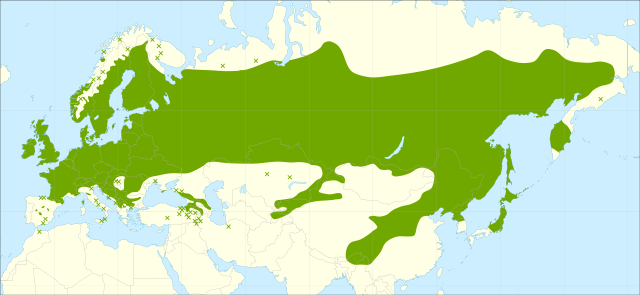 Hängebirke - Betula pendula- Verbreitungsgebiet (Giovanni Caudullo, CC BY 4.0, via Wikimedia Commons)