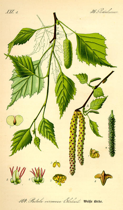 Hängebirke - Betula pendula - Zeichnung (Prof. Dr. Otto Wilhelm Thomé: Flora von Deutschland, Österreich und der Schweiz, 1885, Gera, Germany)