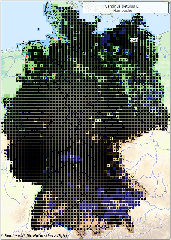 Hainbuche - Carpinus betulus - Verbreitungsgebiet in Deutschland (Karte vom Bundesamt für Naturschutz, BfN, FloraWeb, abgerufen am 26.09.2022)