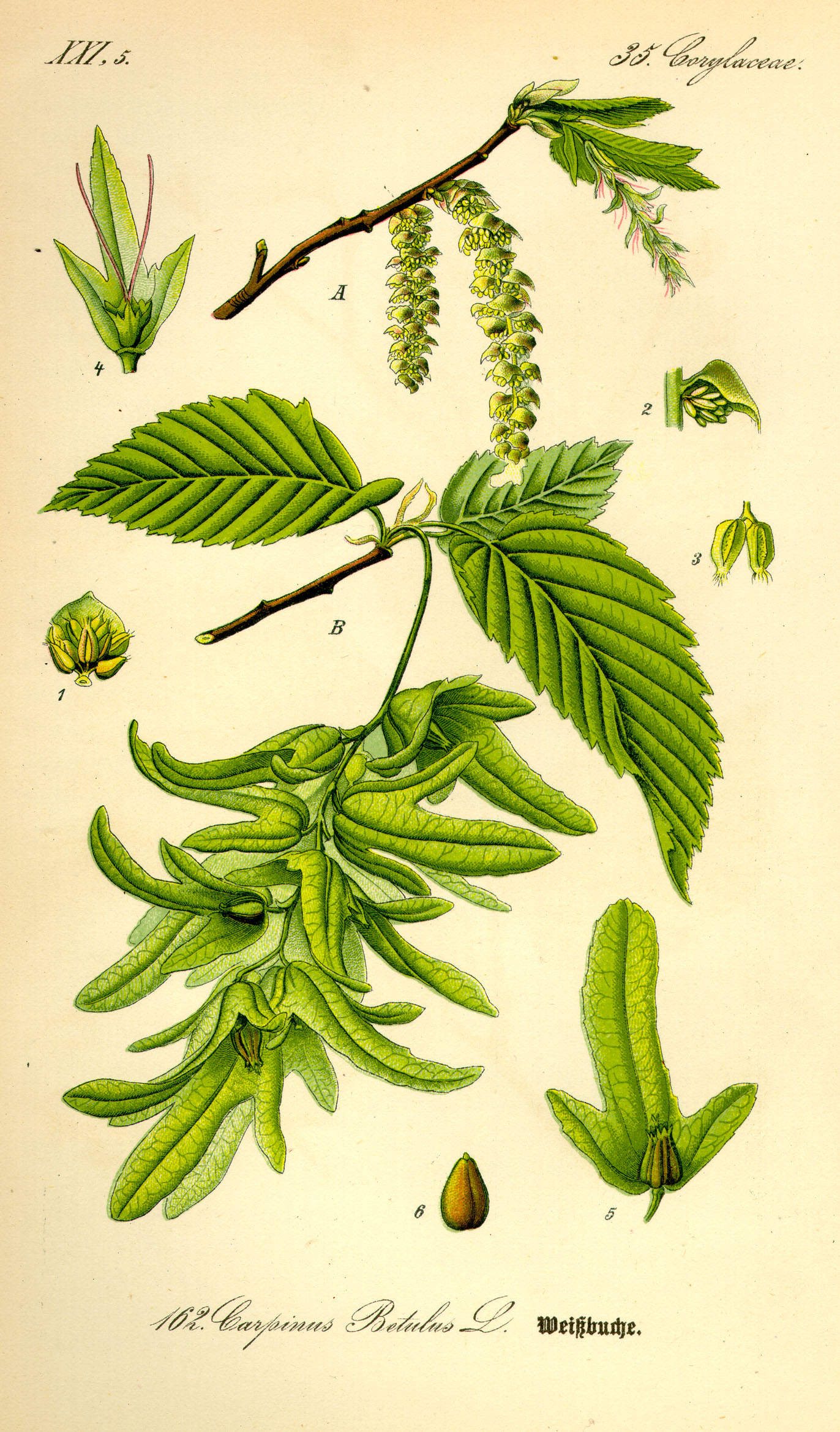 Hainbuche - Carpinus betulus - Zeichnung (Prof. Dr. Otto Wilhelm Thomé Flora von Deutschland, Österreich und der Schweiz 1885, Gera, Germany, http://www.biolib.de/thome/band2/tafel_004.jpg)