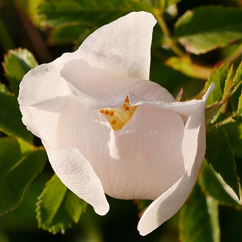 Heckenrose - Rosa corymbifera - Blüte (Helge Klaus Rieder, CC0, via Wikimedia Commons)